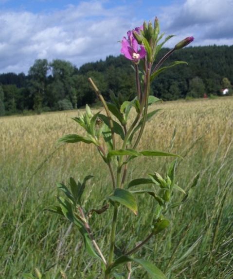 Pflanzenbild gross Zottiges Weidenröschen - Epilobium hirsutum