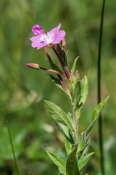 Pflanzenbild gross Zottiges Weidenröschen - Epilobium hirsutum