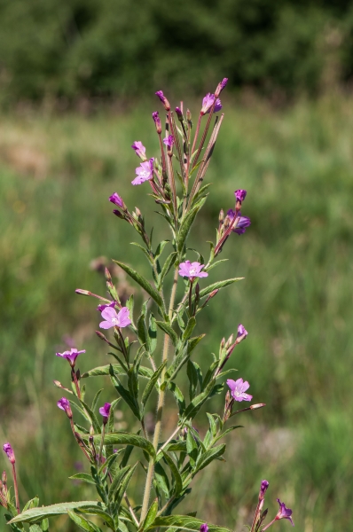 Pflanzenbild gross Zottiges Weidenröschen - Epilobium hirsutum