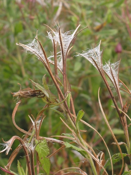 Pflanzenbild gross Zottiges Weidenröschen - Epilobium hirsutum