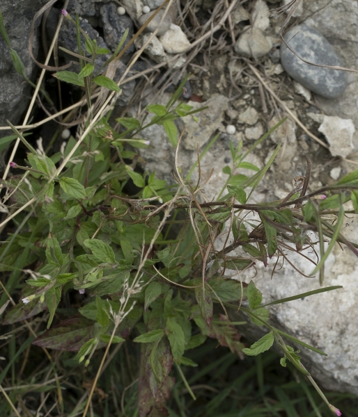 Pflanzenbild gross Kleinblütiges Weidenröschen - Epilobium parviflorum