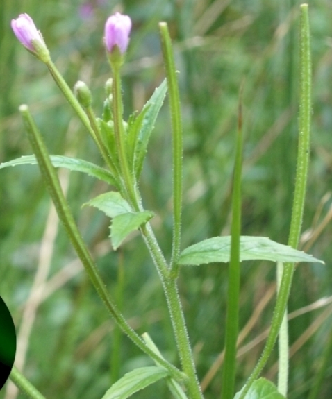 Pflanzenbild gross Kleinblütiges Weidenröschen - Epilobium parviflorum