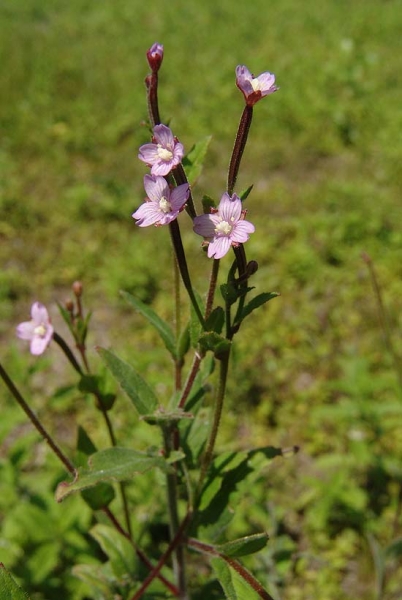 Pflanzenbild gross Kleinblütiges Weidenröschen - Epilobium parviflorum