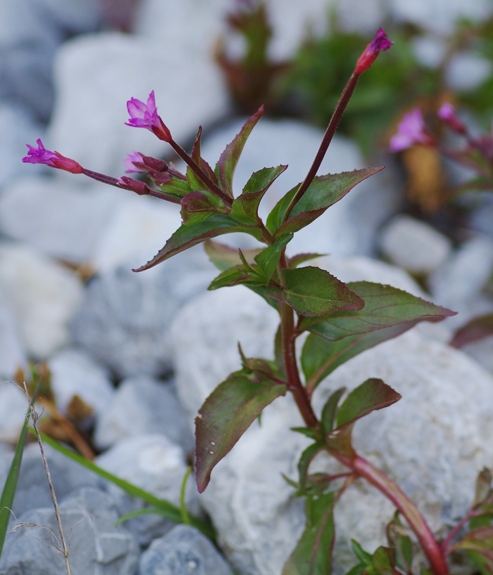 Pflanzenbild gross Kleinblütiges Weidenröschen - Epilobium parviflorum