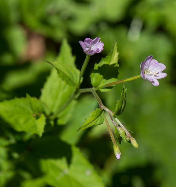 Pflanzenbild gross Berg-Weidenröschen - Epilobium montanum