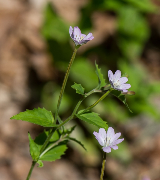Pflanzenbild gross Berg-Weidenröschen - Epilobium montanum
