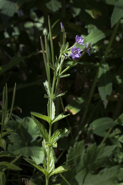 Pflanzenbild gross Quirlblättriges Weidenröschen - Epilobium alpestre
