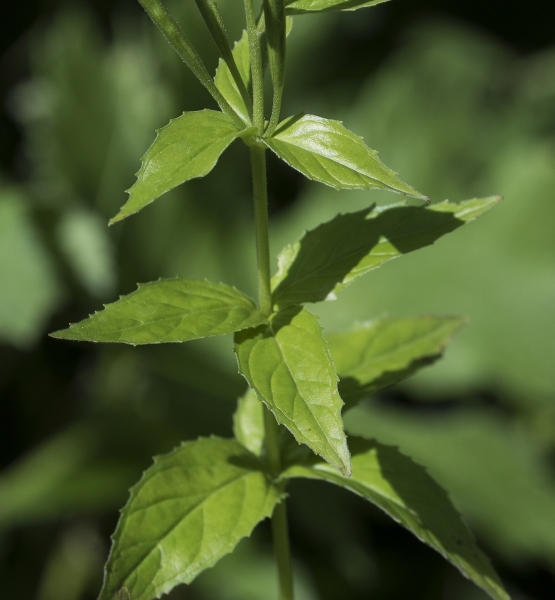 Pflanzenbild gross Quirlblättriges Weidenröschen - Epilobium alpestre