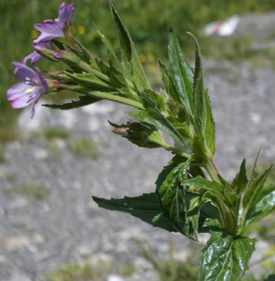 Pflanzenbild gross Quirlblättriges Weidenröschen - Epilobium alpestre