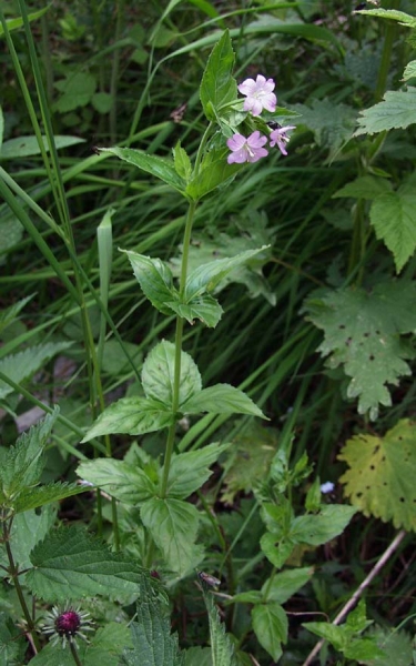 Pflanzenbild gross Quirlblättriges Weidenröschen - Epilobium alpestre