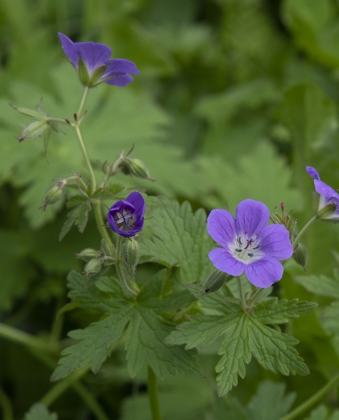 Pflanzenbild gross Wald-Storchschnabel - Geranium sylvaticum