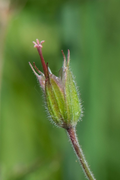 Pflanzenbild gross Wald-Storchschnabel - Geranium sylvaticum