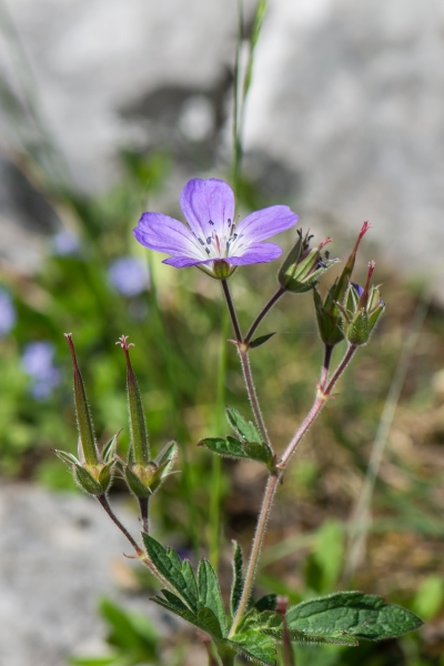 Pflanzenbild gross Wald-Storchschnabel - Geranium sylvaticum