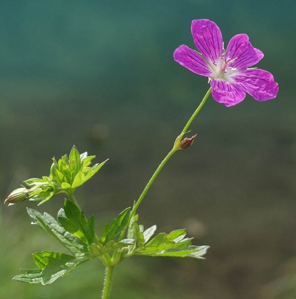Pflanzenbild gross Sumpf-Storchschnabel - Geranium palustre