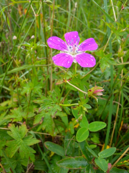 Pflanzenbild gross Sumpf-Storchschnabel - Geranium palustre