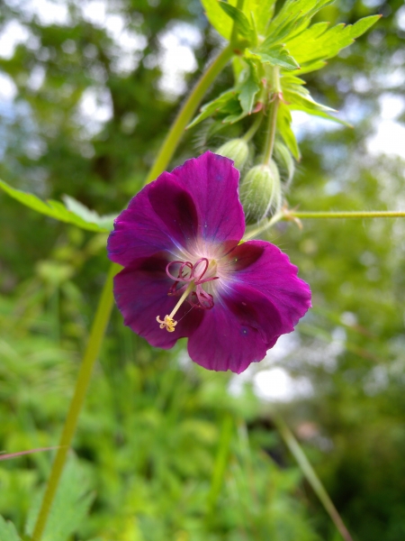 Pflanzenbild gross Gewöhnlicher Braun-Storchschnabel - Geranium phaeum subsp. phaeum