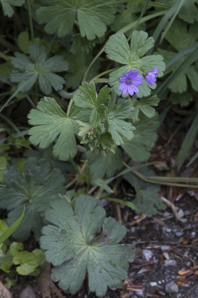 Pflanzenbild gross Pyrenäen-Storchschnabel - Geranium pyrenaicum