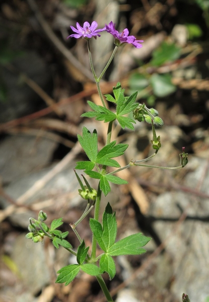 Pflanzenbild gross Pyrenäen-Storchschnabel - Geranium pyrenaicum