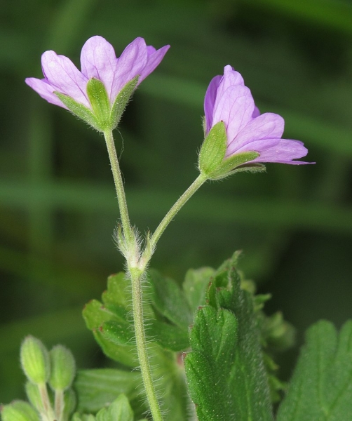 Pflanzenbild gross Pyrenäen-Storchschnabel - Geranium pyrenaicum