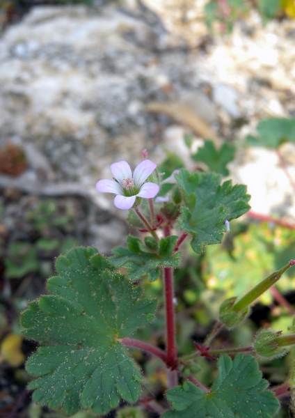 Pflanzenbild gross Rundblättriger Storchschnabel - Geranium rotundifolium