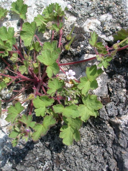 Pflanzenbild gross Rundblättriger Storchschnabel - Geranium rotundifolium