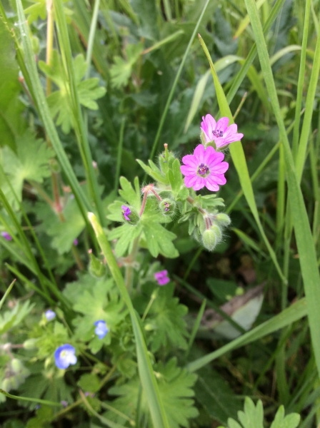 Pflanzenbild gross Weicher Storchschnabel - Geranium molle