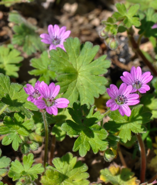 Pflanzenbild gross Weicher Storchschnabel - Geranium molle