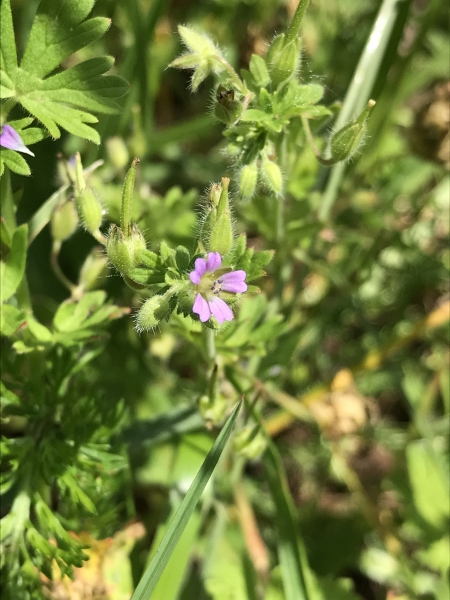 Pflanzenbild gross Kleiner Storchschnabel - Geranium pusillum