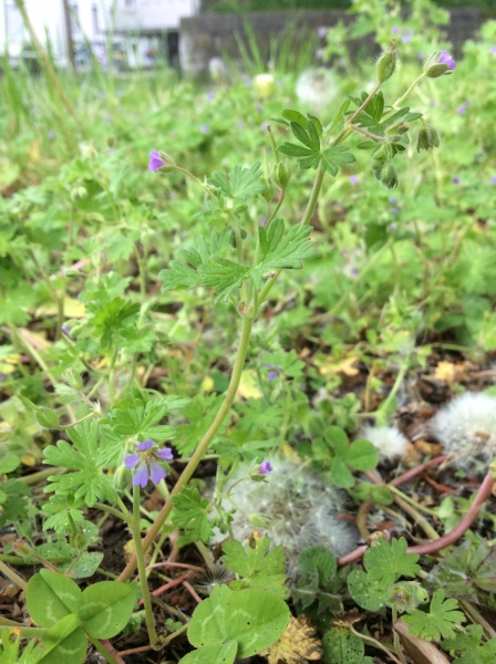 Pflanzenbild gross Kleiner Storchschnabel - Geranium pusillum