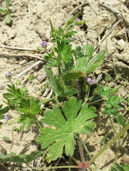 Pflanzenbild gross Kleiner Storchschnabel - Geranium pusillum