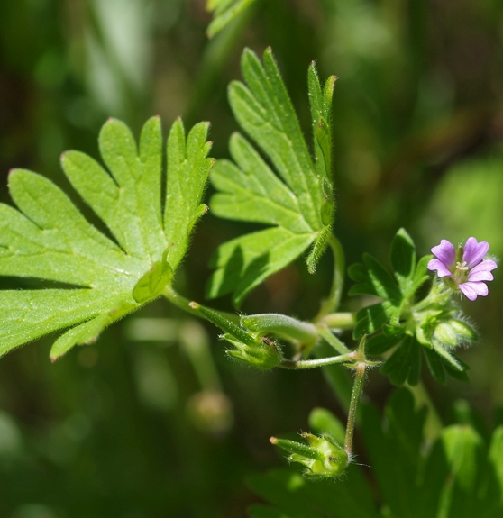 Pflanzenbild gross Kleiner Storchschnabel - Geranium pusillum