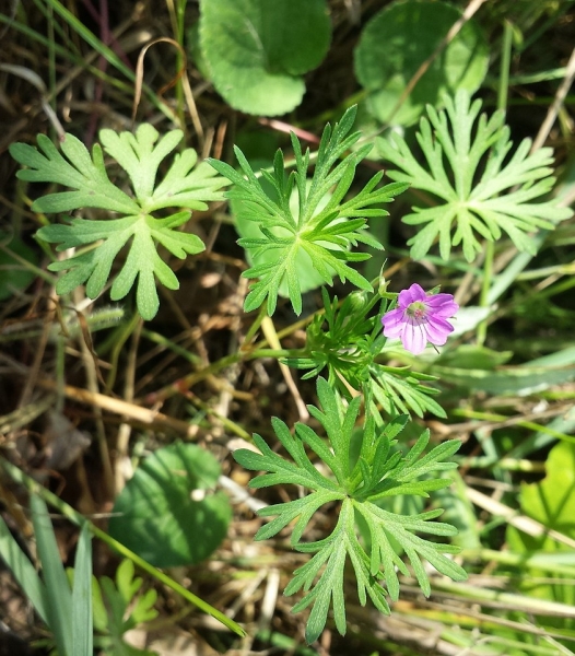 Pflanzenbild gross Tauben-Storchschnabel - Geranium columbinum