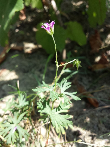 Pflanzenbild gross Tauben-Storchschnabel - Geranium columbinum
