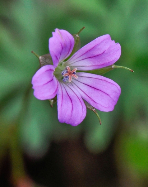 Pflanzenbild gross Tauben-Storchschnabel - Geranium columbinum