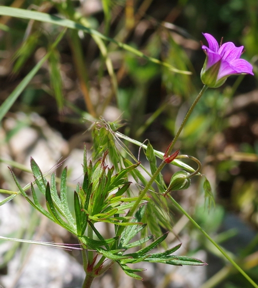 Pflanzenbild gross Tauben-Storchschnabel - Geranium columbinum