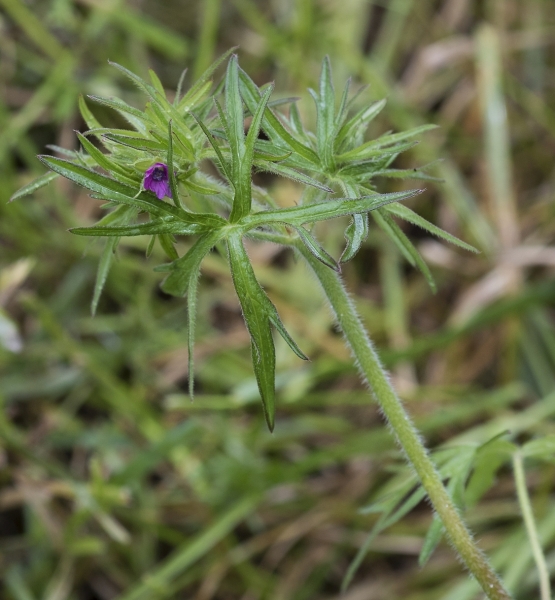 Pflanzenbild gross Schlitzblättriger Storchschnabel - Geranium dissectum