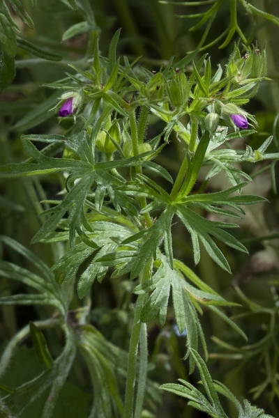 Pflanzenbild gross Schlitzblättriger Storchschnabel - Geranium dissectum