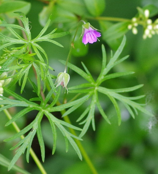 Pflanzenbild gross Schlitzblättriger Storchschnabel - Geranium dissectum