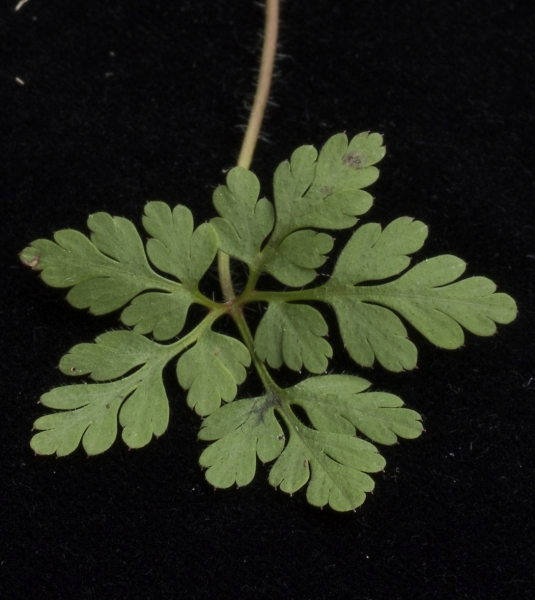 Pflanzenbild gross Stinkender Storchschnabel - Geranium robertianum