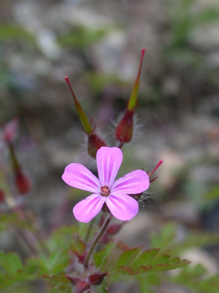 Pflanzenbild gross Stinkender Storchschnabel - Geranium robertianum