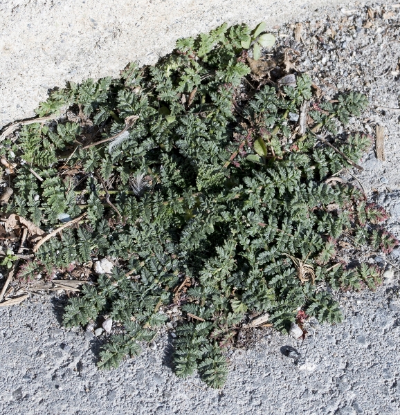 Pflanzenbild gross Gemeiner Reiherschnabel - Erodium cicutarium