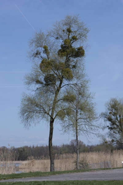 Pflanzenbild gross Mistel - Viscum album