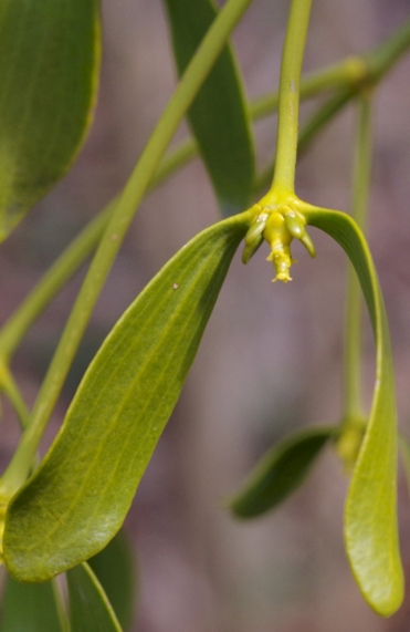 Pflanzenbild gross Mistel - Viscum album