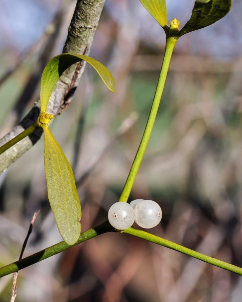 Pflanzenbild gross Mistel - Viscum album