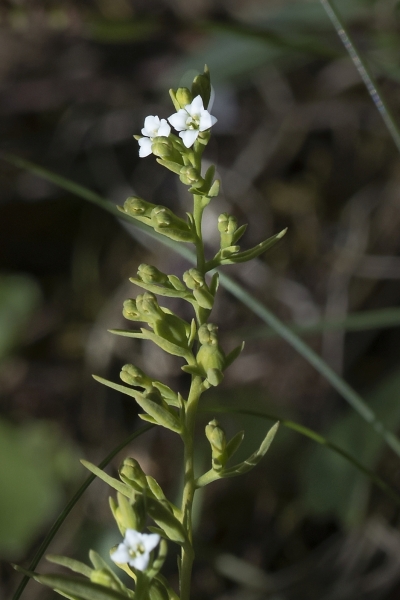 Pflanzenbild gross Alpen-Bergflachs - Thesium alpinum