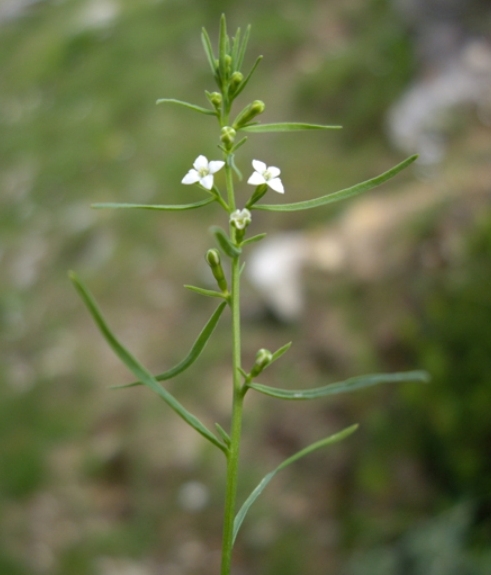 Pflanzenbild gross Alpen-Bergflachs - Thesium alpinum