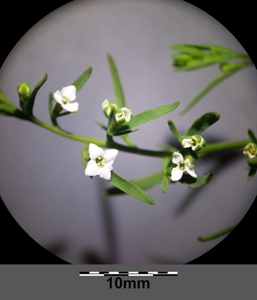 Pflanzenbild gross Alpen-Bergflachs - Thesium alpinum