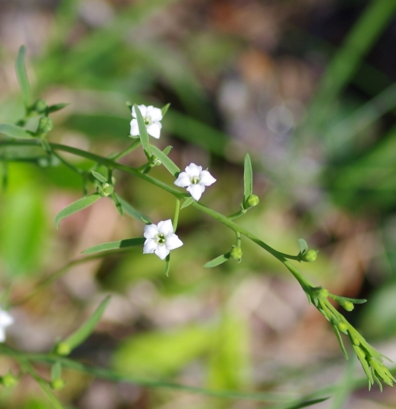 Pflanzenbild gross Pyrenäen-Bergflachs - Thesium pyrenaicum