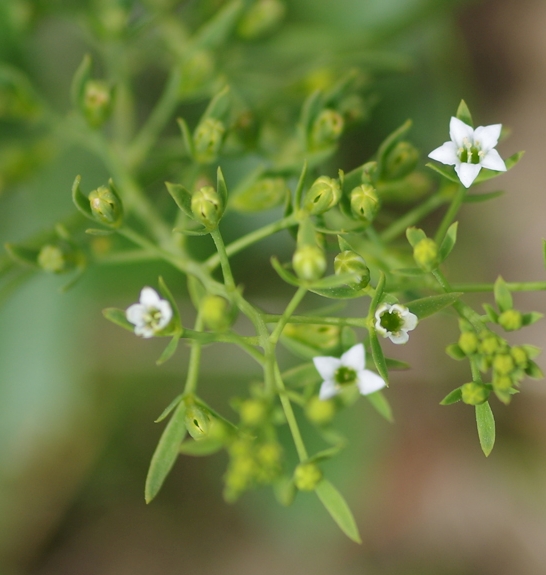 Pflanzenbild gross Pyrenäen-Bergflachs - Thesium pyrenaicum