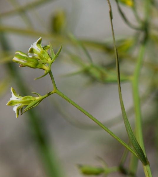 Pflanzenbild gross Pyrenäen-Bergflachs - Thesium pyrenaicum